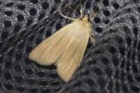 Mythimna pallens
