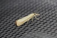 Agriphila straminella