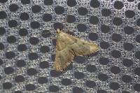 Endotricha flammealis