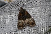 Mesoligia furuncula
