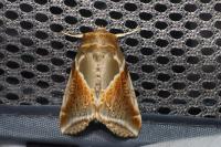 Habrosyne pyritoides