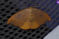 Watsonalla binaria