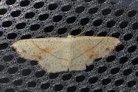 Cyclophora punctaria