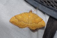 Camptogramma bilineata