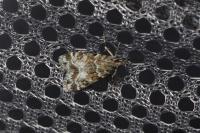Eudonia mercurella