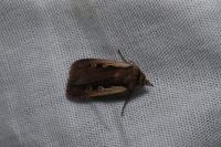 Ochropleura plecta