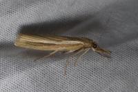 Agriphila tristella