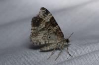 Epirrhoe alternata