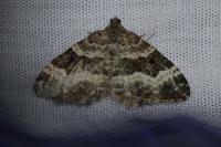 Epirrhoe alternata