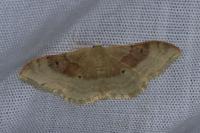 Idaea degeneraria