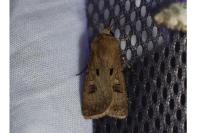 Agrotis exclamationis exclamationis