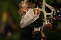 Hoplodrina ambigua