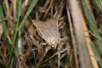 Hoplodrina ambigua