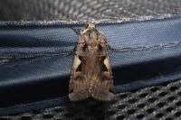 Xestia c-nigrum