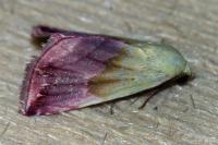 Eublemma purpurina