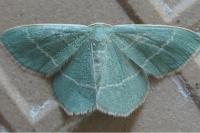 Chlorissa viridata