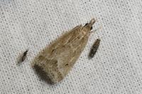 Eudonia pallida