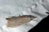 Calamotropha paludella