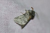 Thaumetopoea processionea