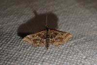 Diasemia reticularis