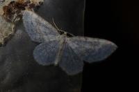 Asthena albulata