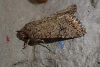 Anarta trifolii