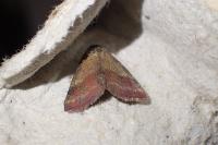 Phytometra viridaria