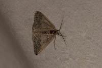 Pseudoterpna coronillaria