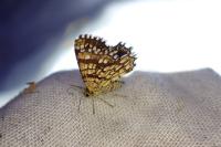 Chiasmia clathrata