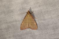 Hypsopygia incarnatalis