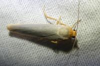 Eilema caniola