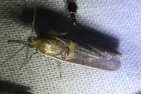 Etiella zinckenella