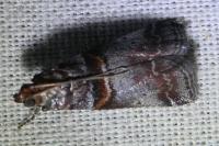 Acrobasis advenella
