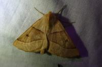 Crocallis elinguaria
