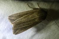 Mythimna riparia