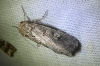 Spodoptera exigua