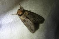 Drymonia velitaris