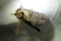 Drymonia velitaris