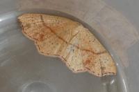 Cyclophora punctaria