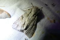 Acronicta psi/tridens