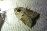 Nycteola siculana