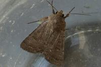 Hoplodrina