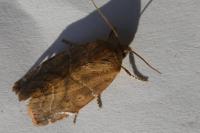 Cosmia affinis