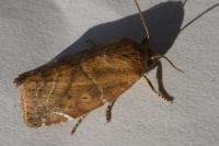Cosmia affinis