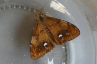 Orgyia antiqua