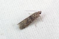 Ancylosis oblitella
