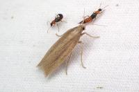 Chilo phragmitellus