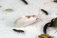 Cilix glaucata