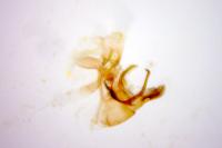 Cilix glaucata