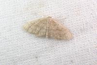 Idaea mancipiata